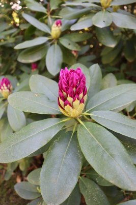 Rhododendron - pěnišník - pupen květu